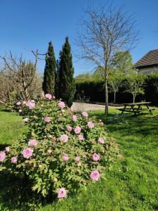 a bush of pink roses in a park at Au Jardin d'Isa in La Résie-Saint-Martin