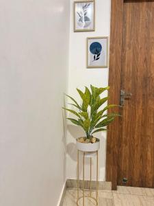 a plant sitting on a stool next to a door at Luxury Palm Stay in Jammu