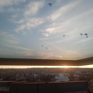 a group of birds flying in the sky over a city at Apartman Skyview in Požarevac