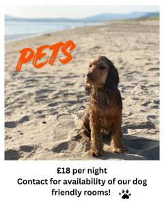 a dog sitting in the sand on the beach at The Marine Hotel in Criccieth