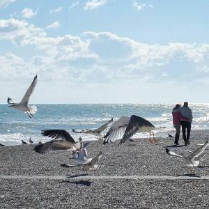 a flock of seagulls on a beach with two people at Soffio Di Mare in Porto Recanati