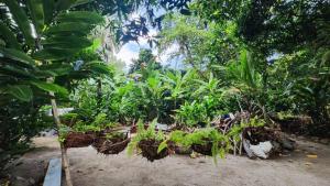 a garden filled with plants in the dirt at Camping watiwara in Buritaca