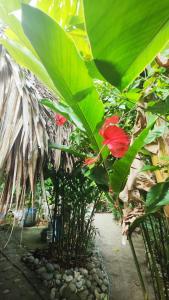 a group of tropical plants with a red flower at Camping watiwara in Buritaca