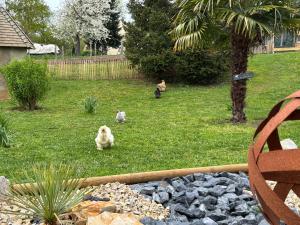 three animals sitting in the grass in a yard at Chambre Circuit 24h in Spay