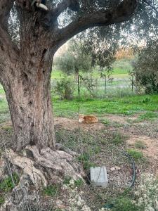 Vườn quanh Anima SARDINIA