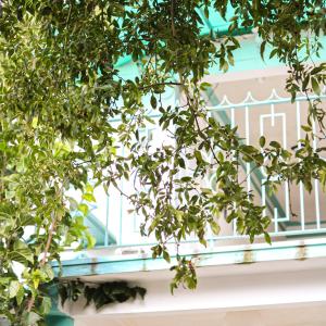a window with a fence behind a tree at Real Hotel y Alojamientos in Pachuca de Soto