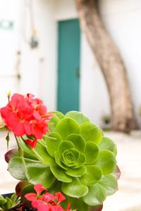 a green plant with red flowers in front of a door at Real Hotel y Alojamientos in Pachuca de Soto