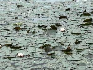 a group of ducks swimming in a pond with water lilies at Colonial Inn Guest Rooms in Yackandandah +15 photos