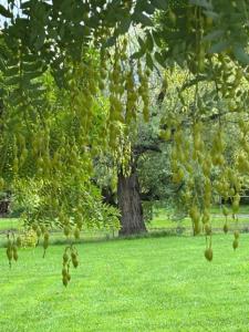 a bunch of green grapes hanging from a tree at Colonial Inn Guest Rooms in Yackandandah