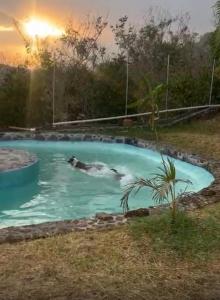 a hippopotamus swimming in a pool at sunset at Wellness Pet Friendly El Secreto in Tepoztlán