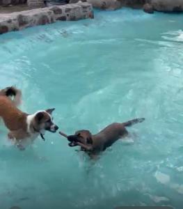 two dogs playing with a toy in the water at Wellness Pet Friendly El Secreto in Tepoztlán +1 photo