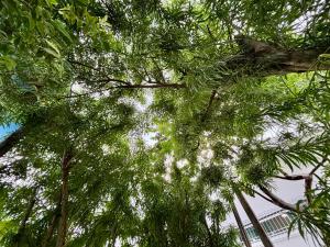 a view of the tops of palm trees at Julietta House Hotel in Manaus