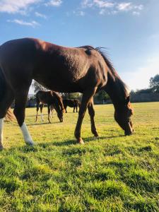 a horse grazing in a field with other horses at Casa Jardín Santiago in Texcoco de Mora