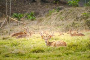 a group of deer laying in a field of grass at Katiliya Mountain Resort And Spa in Mae Salong Nai