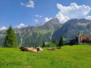 a group of cows laying in a field of grass at Chalet Scoiattolo Residence Sussy in Falcade +16 photos