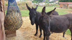zwei braune Pferde stehen neben einem Futtertrog in der Unterkunft Eselblick in Steinwenden
