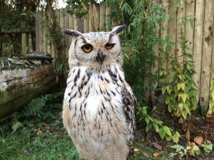 an owl is standing next to a fence at Lower Barns Boutique B&B in St Austell
