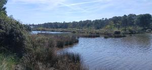 a body of water with trees in the background at GoldenSand mobilehome in Lido di Dante