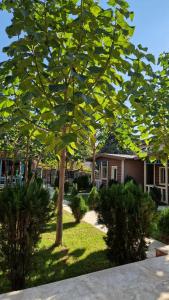a tree in the yard of a house at Paulownia Garden in Mtskheta +11 photos