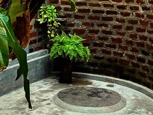 a plant sitting next to a brick wall at Lake View Cabana near Tangalle in Tangalle +8 photos