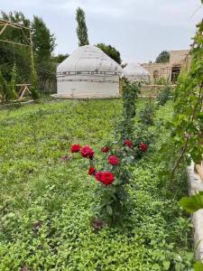 a garden with red roses and a greenhouse at Shirin Ethno House Yurt Camp in Shirin