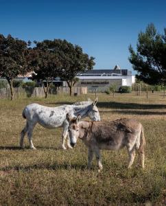 two horses and a donkey standing in a field at Hôtel Atalante - Relais Thalasso & Spa in Sainte-Marie-de-Ré