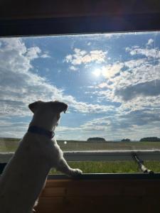 a dog looking out of a window at the sky at Mája u lomu in Stachlovice