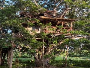 a tree house in the middle of a tree at Antonio Beach in Uroa