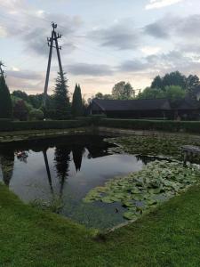 a pond with lily pads and a power pole at Nad Stawami - studio in Białowieża