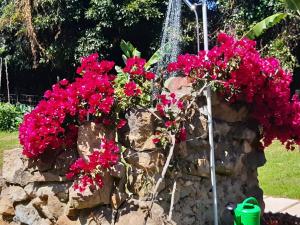a stone wall with pink flowers on it at Cabana Papoila in Colares