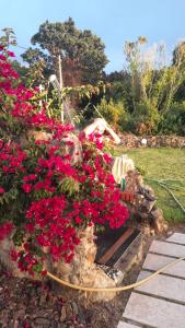 a garden with pink flowers and a hose at Cabana Papoila in Colares