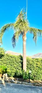 a palm tree sitting in front of a field at Casetta Marisù in Partinico +4 photos