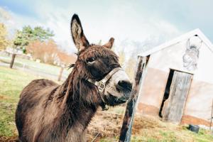 a brown llama standing in a field next to a barn at Penzion U Kmotra in Borovany
