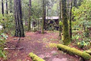 a forest with a cabin in the middle of the woods at Cabin Fever in Gualala
