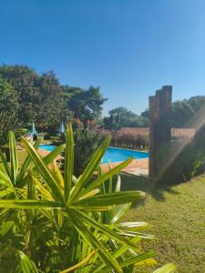 a green plant in front of a swimming pool at REFUGIO Chacara ENTRE NÓS in Holambra