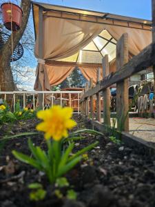 a yellow flower in a garden next to a fence at Cudowne poddasze in Piotrków Trybunalski