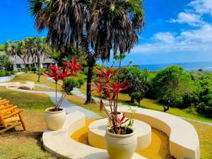 three potted trees in pots sitting on a bench at Basecamp Changani in Dar es Salaam +4 photos
