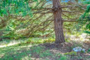 a painting of a pine tree in a field at Madrone Cottage in Sea Ranch +18 photos