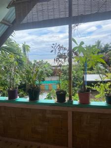 a row of potted plants sitting on a window sill at Chalet Avapeihi in Fitii