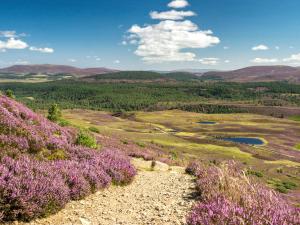 a view of a field with purple flowers on a hill at Glentairre Cottage - Swww in Balnaboth