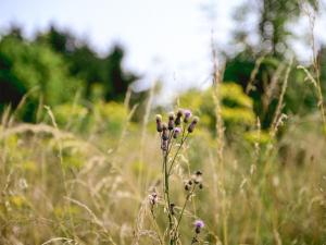 a flower in a field of tall grass at Ryeland Hut - Qu7632 in Messing