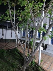 a tree in front of a white building at Uyut house in Samarkand