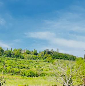a field of crops with trees and a blue sky at La volpe e l'uva in Lavagno