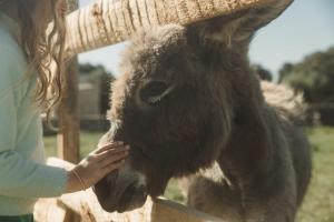 a woman is petting a brown animal at CHALET CANAVA in Bonifacio
