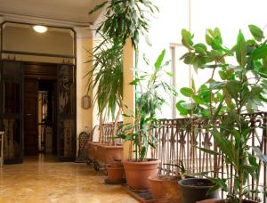 un corridoio con un mucchio di piante in vasi di Guesthouse Borromeo Roma a Roma