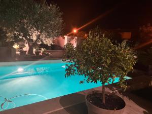 a potted tree next to a swimming pool at night at Une amazone en Provence in Paradou
