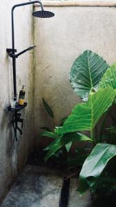 a shower with a plant next to a wall at Villa Isleñas - Solar, Starlink, Pool in General Luna