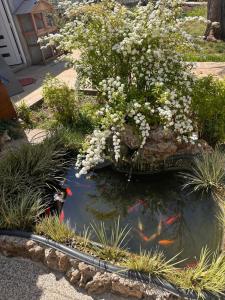 a garden with a pond with flowers and kites in it at Kata in Privlaka