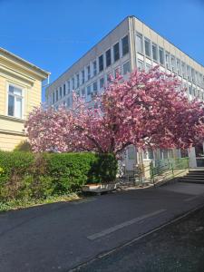 a tree with pink flowers in front of a building at HelloWine Apartman II in Eger