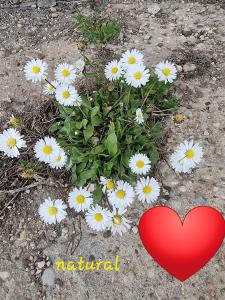 a red heart and white daisies and a red heart at Natural oasis in Vilainiai